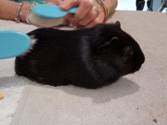 Cracotte